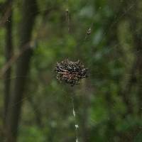 Gasteracantha cancriformis image