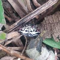 Gasteracantha cancriformis image