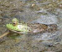 Lithobates catesbeianus image