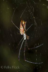 Trichonephila clavipes image