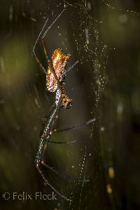 Trichonephila clavipes image