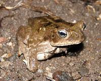 Rhinella horribilis image