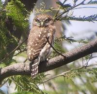 Glaucidium peruanum image