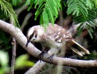 Mimus longicaudatus image