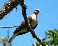 Zenaida auriculata image