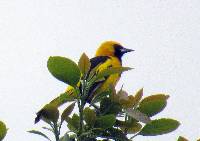 Icterus mesomelas image