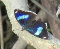 Diaethria ceryx image