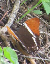 Siproeta epaphus image