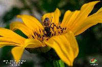 Apis mellifera image