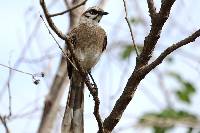 Mimus longicaudatus image