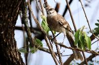 Mimus longicaudatus image