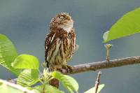 Glaucidium peruanum image