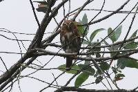 Glaucidium peruanum image