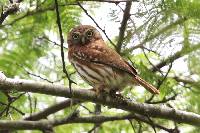 Glaucidium peruanum image