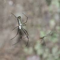 Trichonephila clavipes image