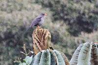 Turdus fuscater image