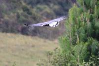 Buteo polyosoma image