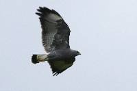 Buteo polyosoma image