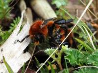 Bombus rubicundus image