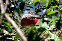 Trogon mesurus image