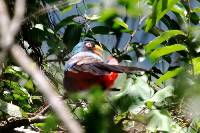 Trogon melanurus image