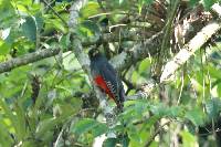 Trogon mesurus image