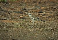 Mimus longicaudatus image