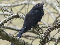 Crotophaga sulcirostris image