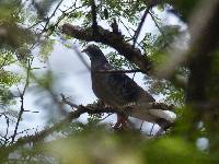 Columba livia image