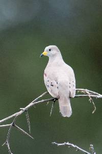 Columbina cruziana image