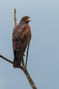 Parabuteo unicinctus image