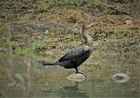 Phalacrocorax brasilianus image