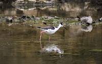 Himantopus mexicanus image