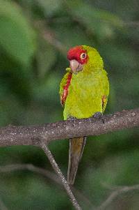 Aratinga erythrogenys image