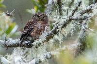 Glaucidium jardinii image