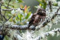 Glaucidium jardinii image