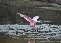 Platalea ajaja image