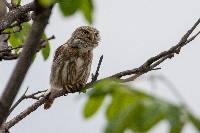 Glaucidium peruanum image