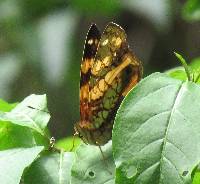 Hypanartia lethe image