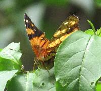 Hypanartia lethe image