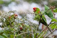 Aratinga erythrogenys image