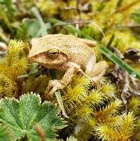 Pristimantis atratus image