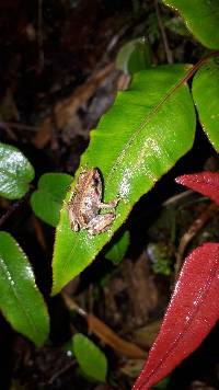 Pristimantis andinognomus image