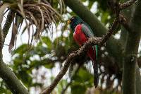 Trogon melanurus image