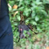 Trichonephila clavipes image