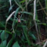 Trichonephila clavipes image