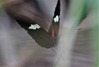 Heliconius himera image