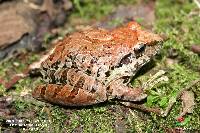 Pristimantis lymani image