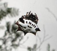 Gasteracantha cancriformis image