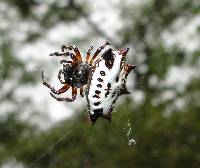 Gasteracantha cancriformis image